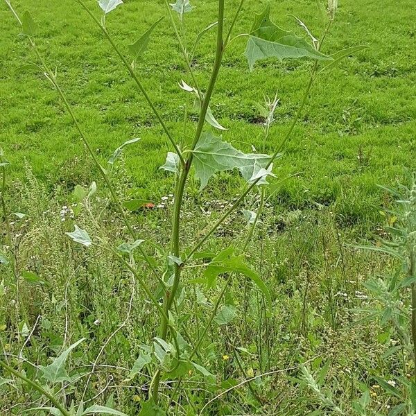 Atriplex micrantha Habit