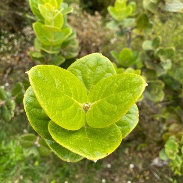 Monimia rotundifolia 葉