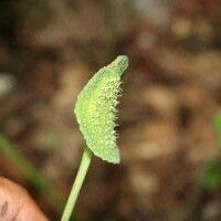 Dorstenia contrajerva Annet