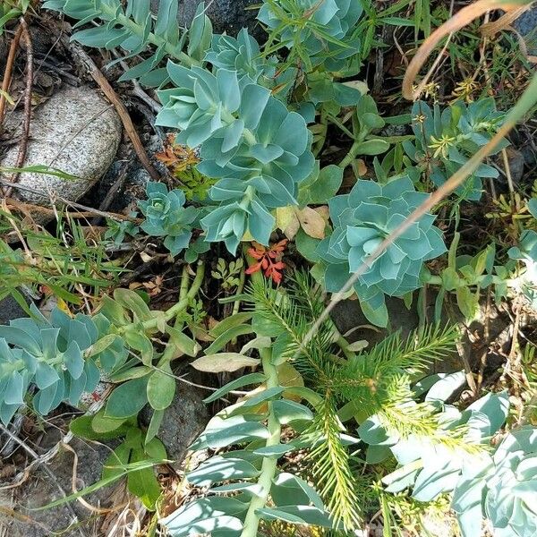 Euphorbia myrsinites Blad