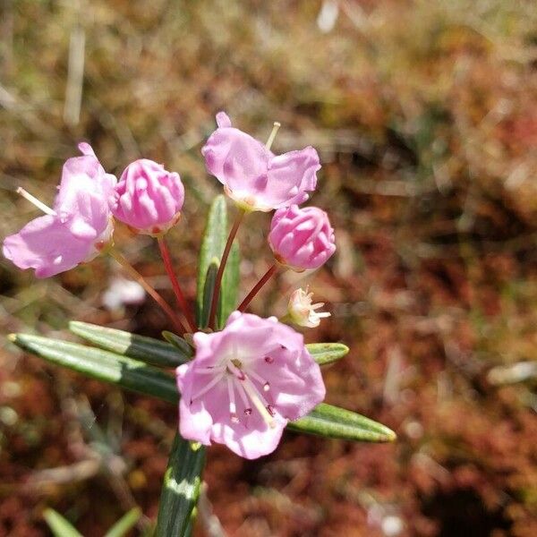 Kalmia polifolia Květ