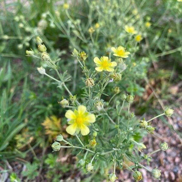 Potentilla argentea Квітка