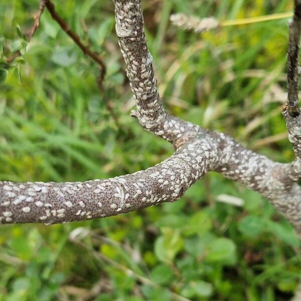 Salix myrsinifolia Rinde