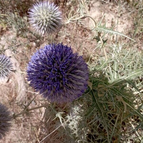 Echinops spinosissimus Квітка