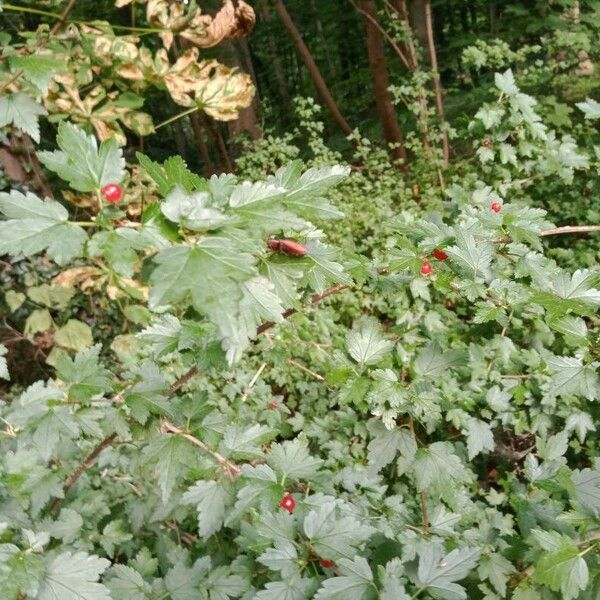 Ribes alpinum Blad