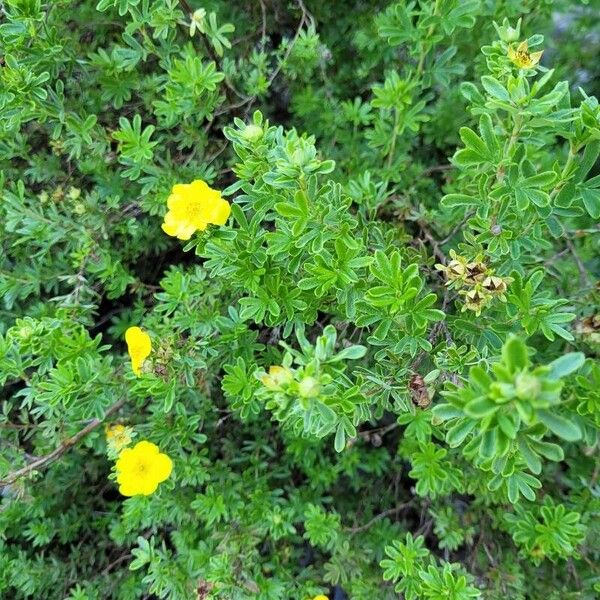 Dasiphora fruticosa Leaf