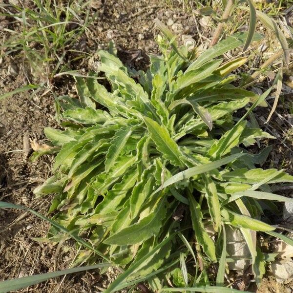 Erigeron sumatrensis Leaf