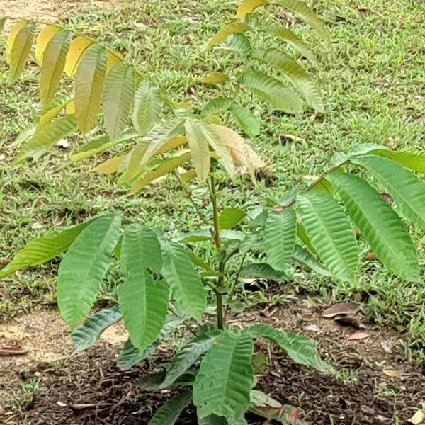 Castilla elastica Leaf