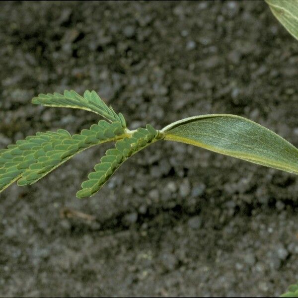 Acacia koa Leaf