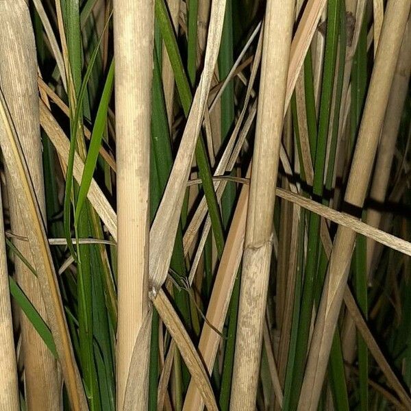 Cortaderia selloana Bark