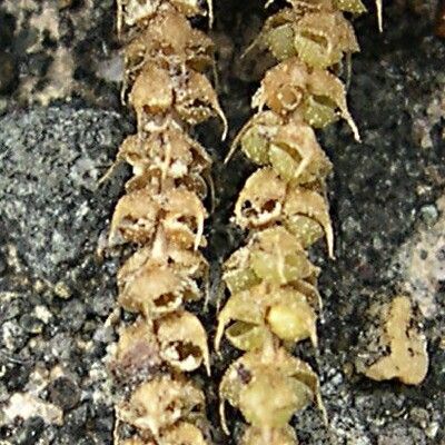 Lycopodium volubile Vili