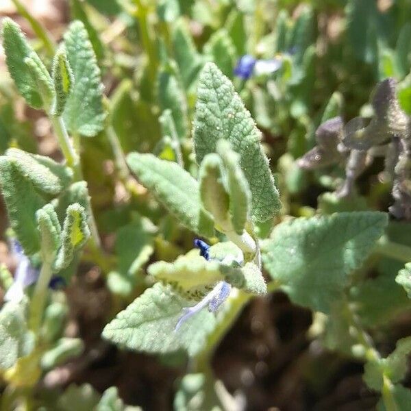 Salvia cuspidata पत्ता