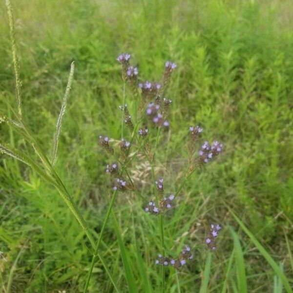 Verbena litoralis Cvet