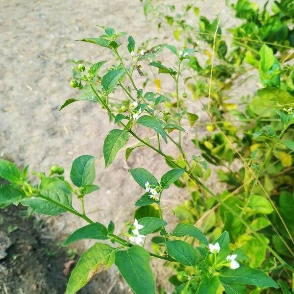 Solanum americanum Flower