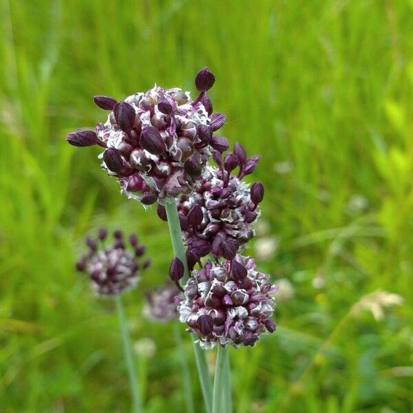 Allium scorodoprasum Flower