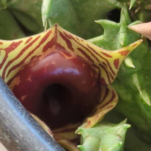 Huernia zebrina Fleur