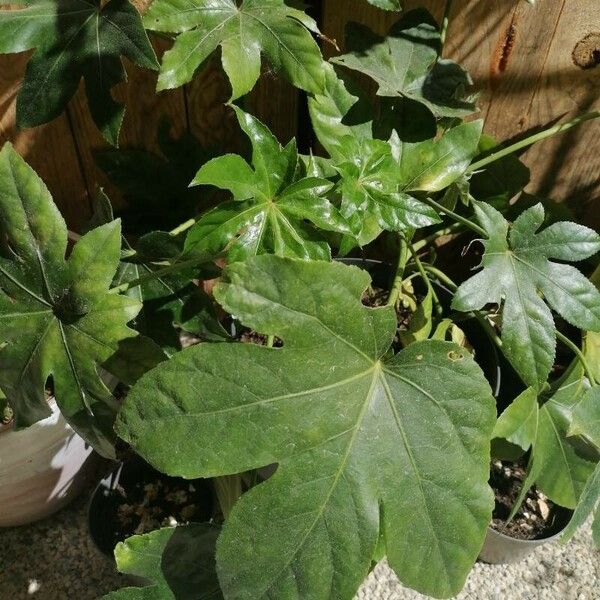 Fatsia japonica Yaprak