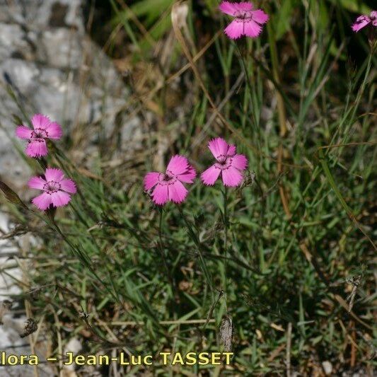 Dianthus scaber Habitus