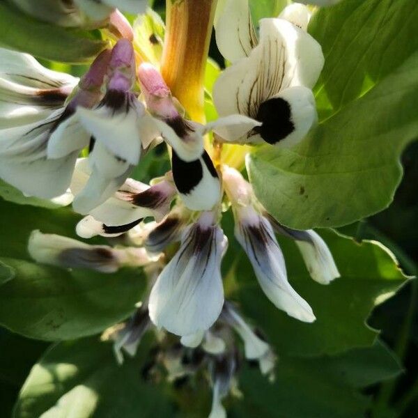 Vicia faba 花