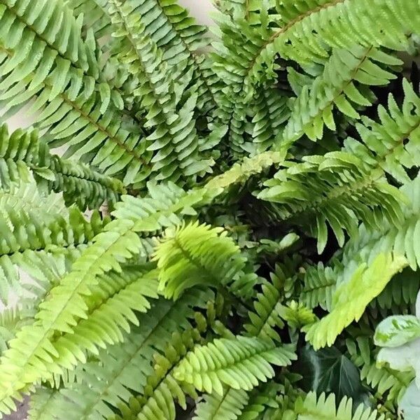 Nephrolepis cordifolia Habitus