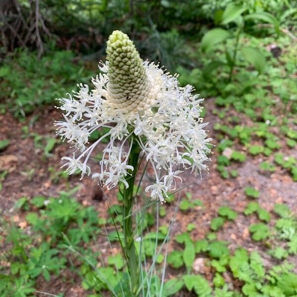 Xerophyllum asphodeloides Cvet