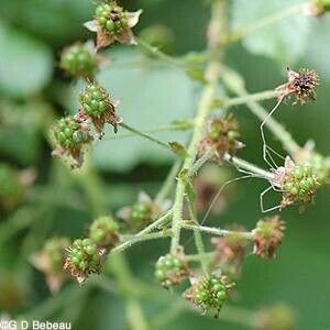 Rubus allegheniensis Frukt