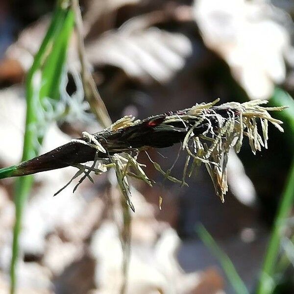 Carex pilosa Кветка