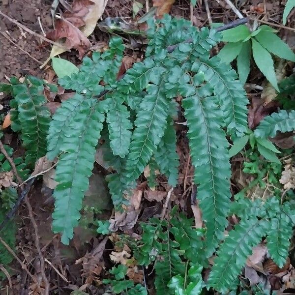 Adiantum hispidulum Hoja