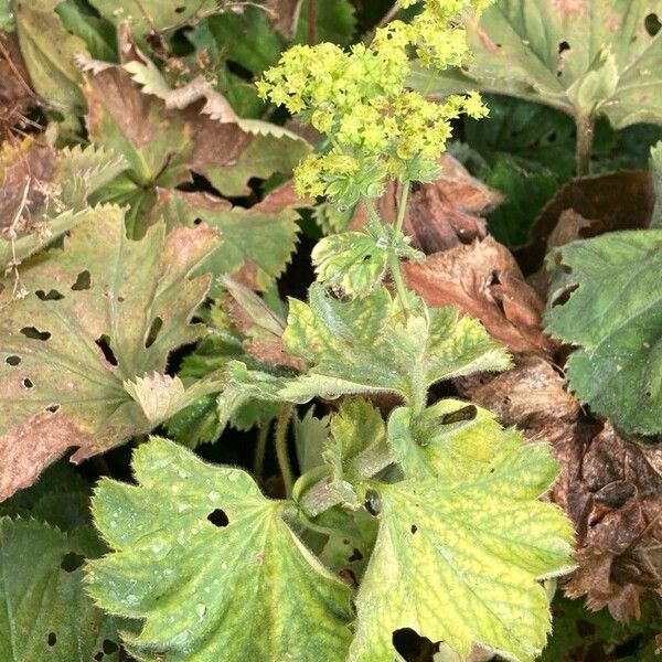 Alchemilla mollis 整株植物