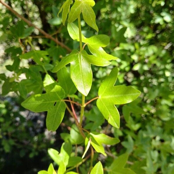 Acer monspessulanum Leaf