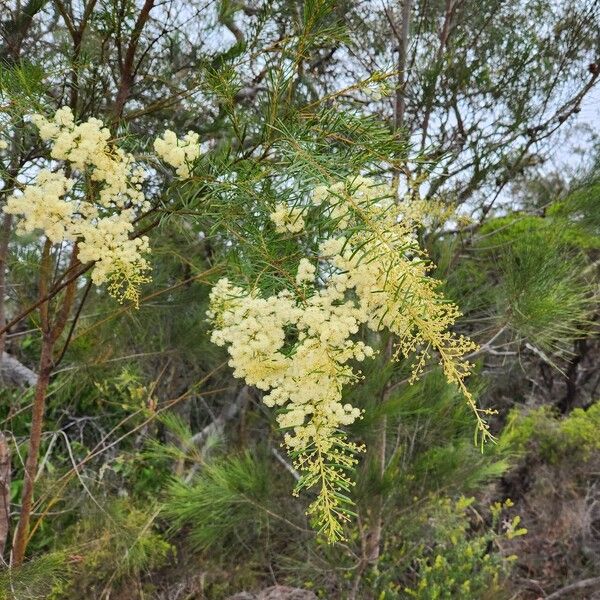 Acacia linifolia Blomst