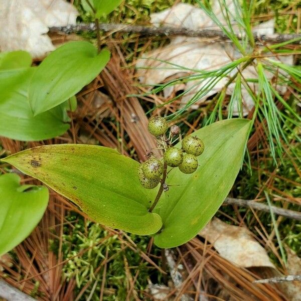 Maianthemum canadense Fruit