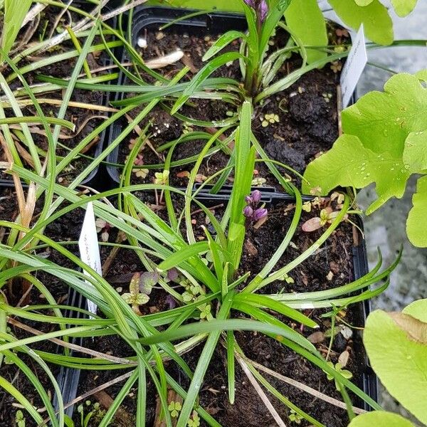 Liriope graminifolia Habitus