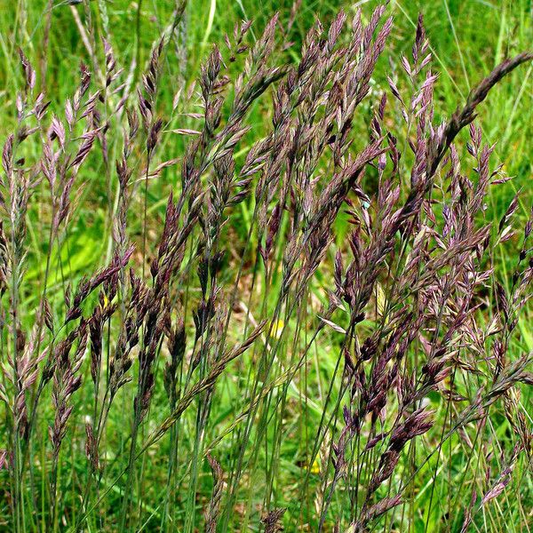 Festuca rubra Çiçek