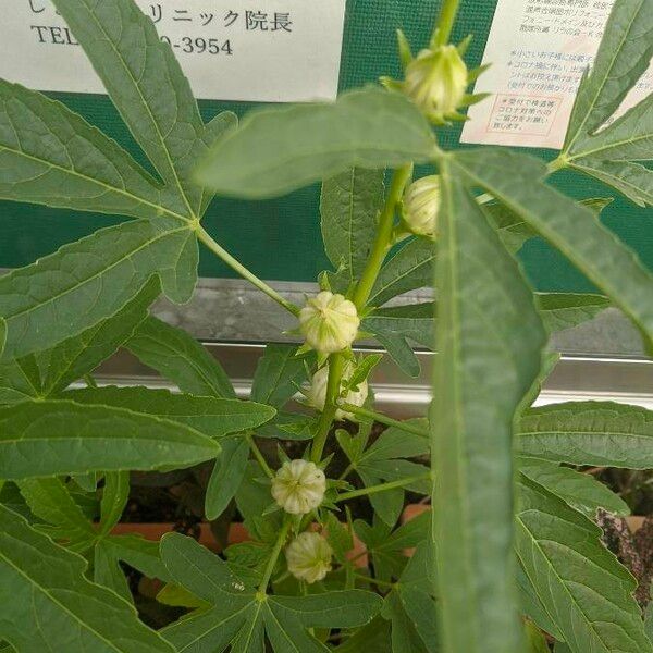 Hibiscus cannabinus Flor