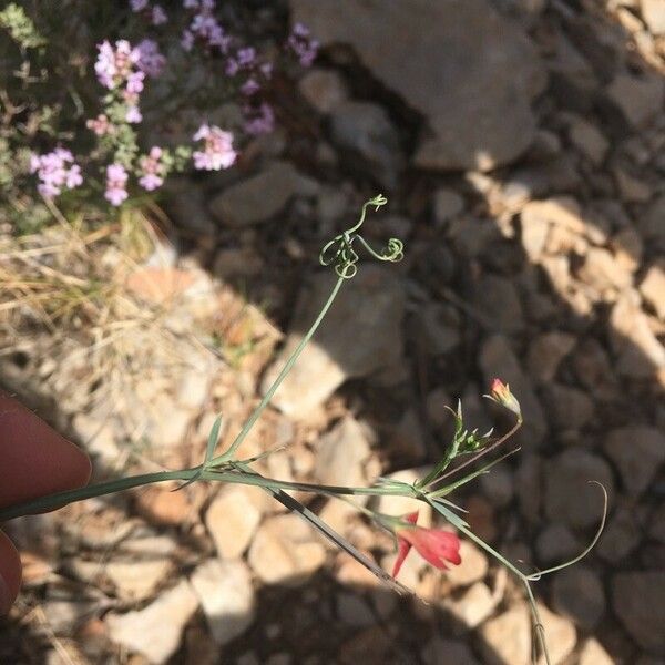 Lathyrus setifolius Žiedas