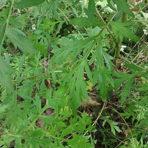 Artemisia vulgaris Leaf