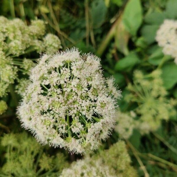 Peucedanum ostruthium Çiçek