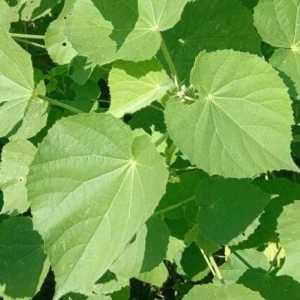 Abutilon hirtum Ліст