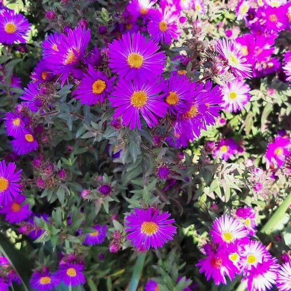 Symphyotrichum novae-angliae Habit