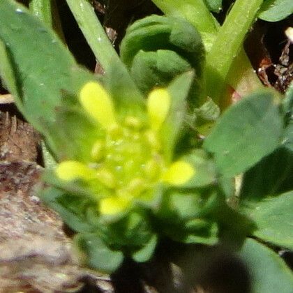 Sibbaldia procumbens Lorea