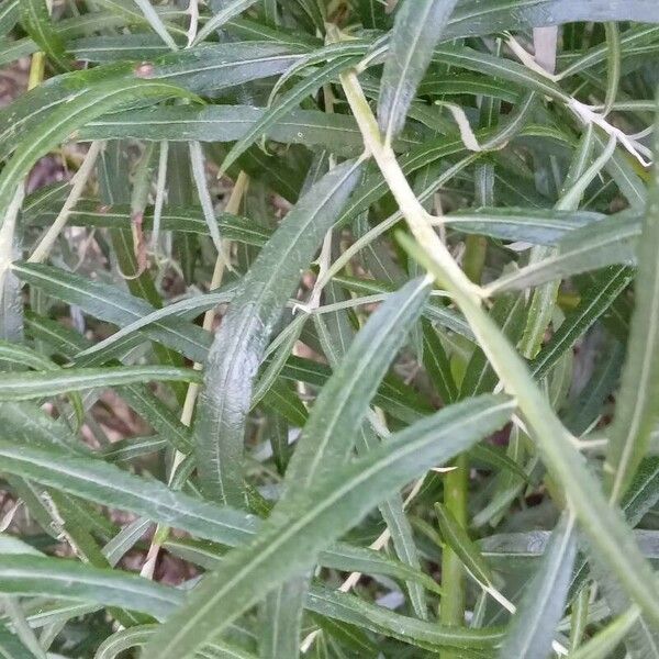 Salix eleagnos Leaf