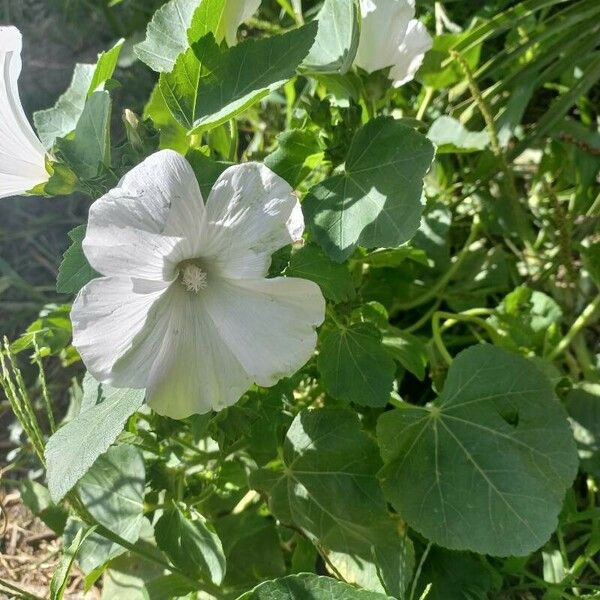 Malva trimestris Flower