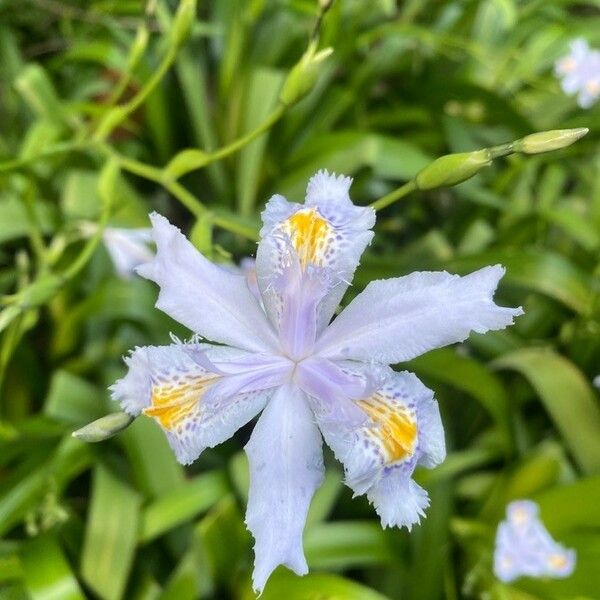 Iris japonica Blüte