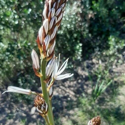 Asphodelus albus 整株植物