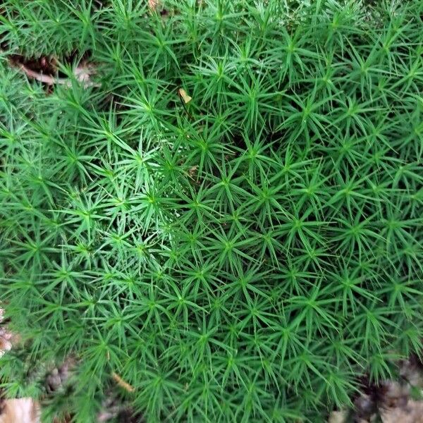 Plantago subulata Leaf