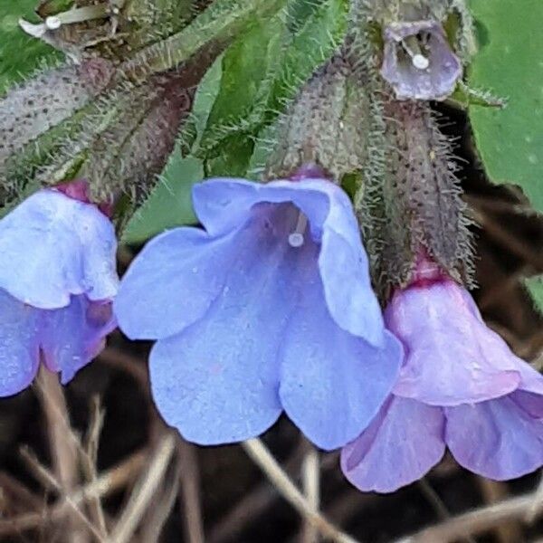 Pulmonaria officinalis Květ