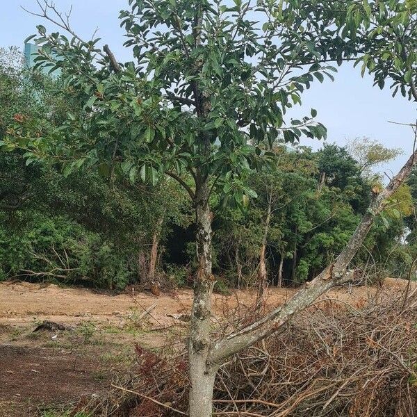 Ficus thonningii Hábito