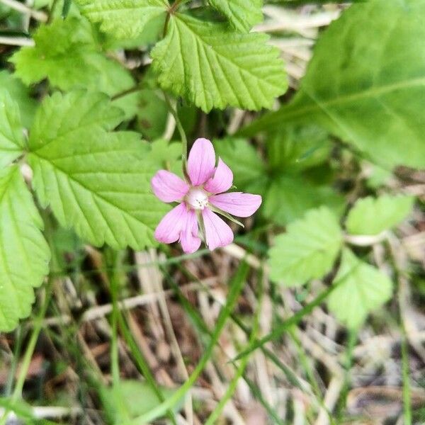 Rubus arcticus Blodyn