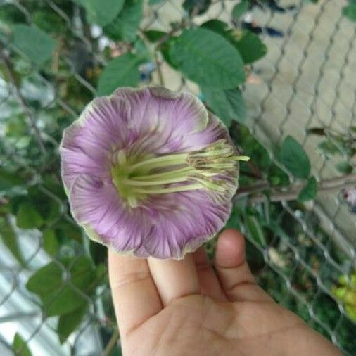 Cobaea scandens Bloem